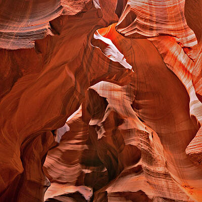 Nature Photograph - December 2019 Obi Wan by Alain Zarinelli