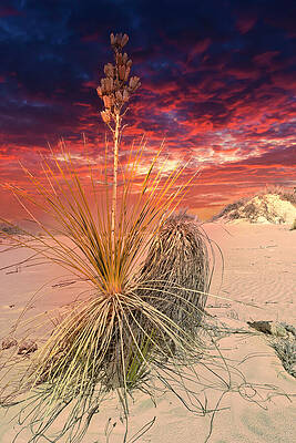 Nature Photograph - December 2023 White Sands Dusk Yucca by Alain Zarinelli