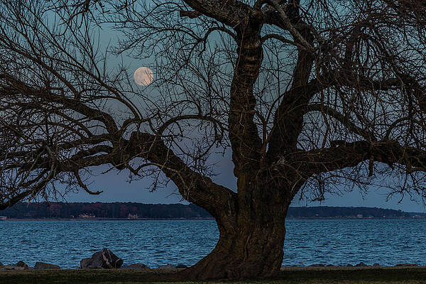 Tree Photograph - December Moon by David Fountain