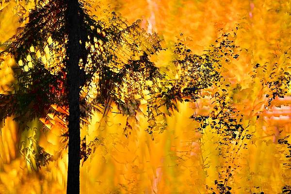 Tree Photograph - Deconstructed Fall 3 by Ursula Abresch