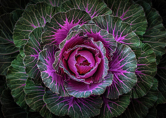 Closeup Wall Art featuring the photograph Decorative Cabbage by Elvira Peretsman