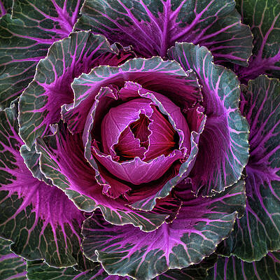 Closeup Wall Art featuring the photograph Decorative Cabbage - Square by Elvira Peretsman