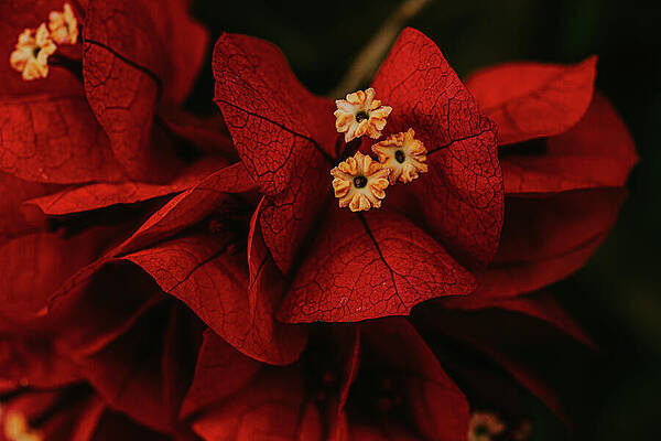 Flower Photograph - Deep Beauty by Nova Rae