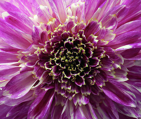 Wall Art featuring the photograph Deep Dive Dahlia by Joe Schofield