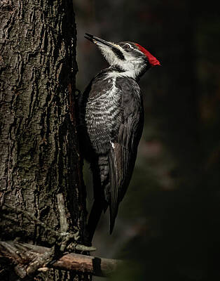 Large Photograph - Deep Forest by James Overesch