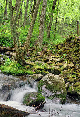 Water Photograph - Deep Forest Tapestry by Randall Dill