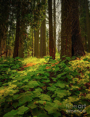 Wall Art featuring the photograph Deep In The Magical Forest by Abigail Diane Photography