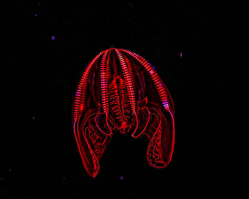Red Glowing Deep Sea Creature Photograph