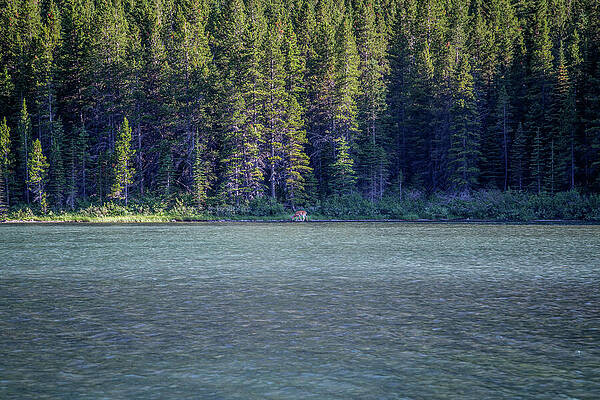 Moose by the Forested Lake Wall Art