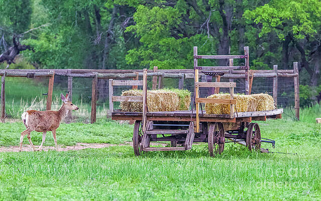 Deer Photograph - Deer At The Hay Wagon by Shirley Dutchkowski
