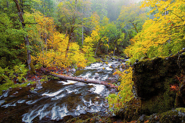 Wall Art featuring the photograph Deer Creek Autumn Splendor by Mike Lee