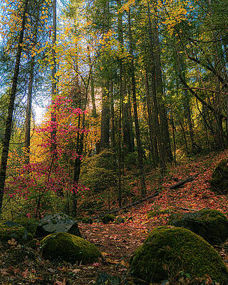 Wall Art featuring the photograph Deer Creek Trail Autumn Splendor_4X5 Crop by Mike Lee