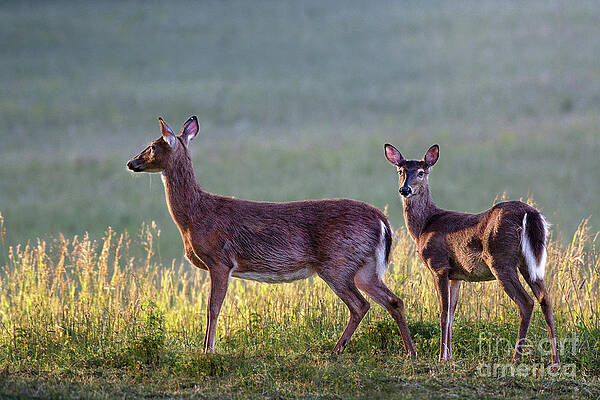 Wall Art featuring the photograph Deer In A Field At Sunrise by Rehna George
