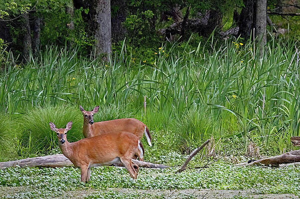 Wall Art featuring the photograph Deer In The Marsh by Gina Fitzhugh