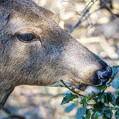 Wall Art featuring the photograph Deer by John Linnemeyer