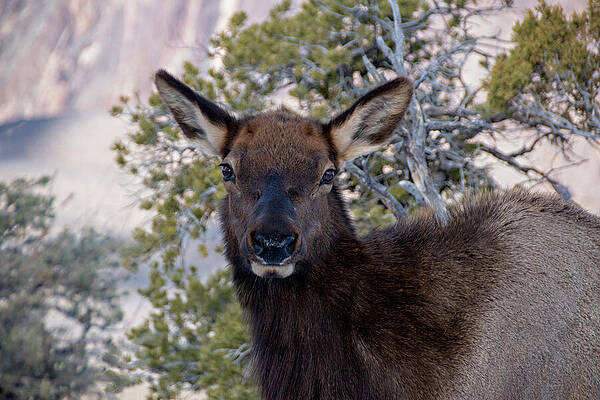 Wildlife Photograph - Deer Looking At Camera At Grand Canyon by John Twynam