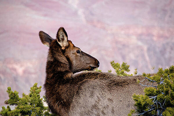 Summer Wall Art featuring the pyrography Deer Looking Away From Camera At Grand Canyon by John Twynam