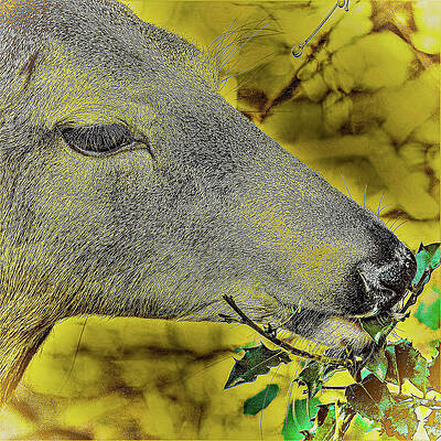 Wall Art featuring the photograph Deer2 by John Linnemeyer