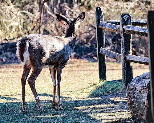 Wall Art featuring the photograph Deer3 by John Linnemeyer