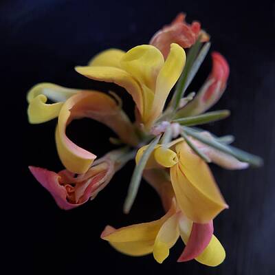Green Photograph - Deerweed by Joy Garso