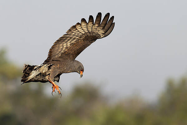 Florida Photograph - Defeat by RD Allen