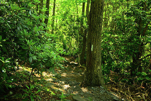 Wall Art featuring the photograph Delaware Water Gap Rhododendron Appalachian Trail Tunnel by Raymond Salani III