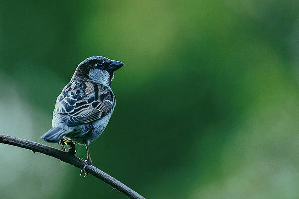 Bird Wall Art featuring the photograph Deliberation by Rich Kovach