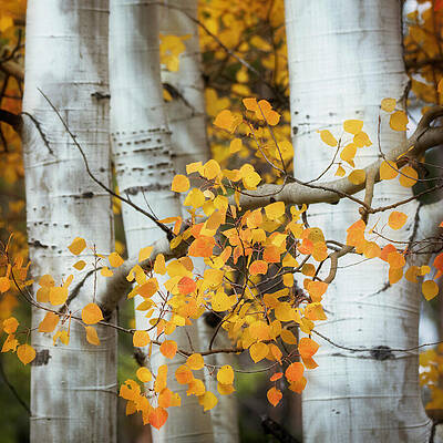 Golden Leaves and Aspen Trunks Wall Art