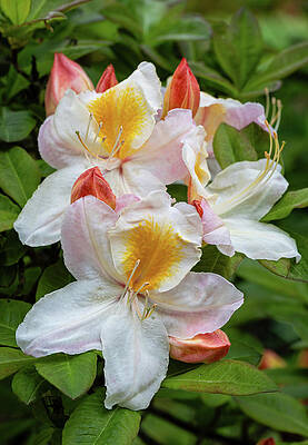 Delicate Wall Art featuring the photograph Delicate Azalea Blooms by Shirley Mitchell