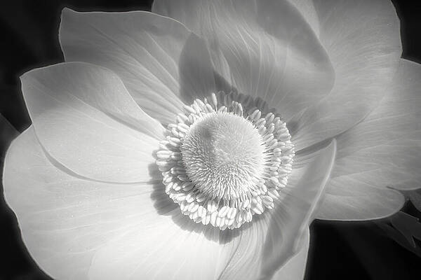 Delicate Wall Art featuring the photograph Delicate Beauty by Dodie Ross