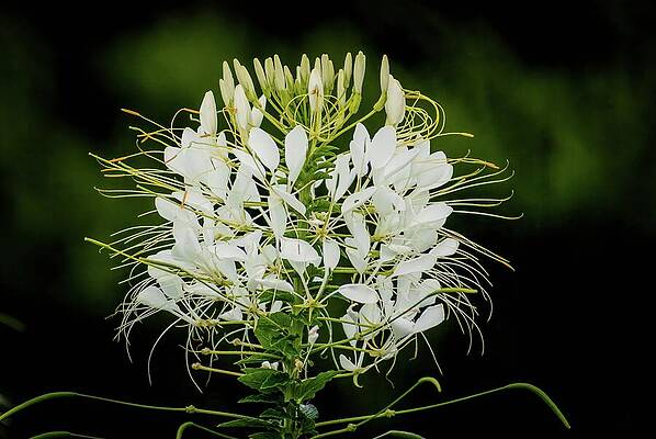 Nature Photograph - Delicate Cleome In Bloom by Deb Beausoleil