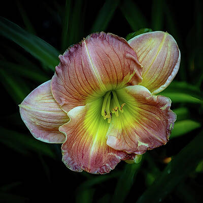 Flower Photograph - Delicate Day Lily by Tim Lyden
