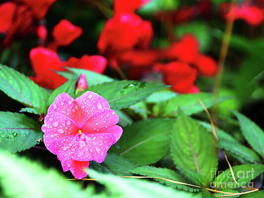 Wall Art featuring the photograph 'Delicate' Defined by Rick Locke - Out of the Corner of My Eye