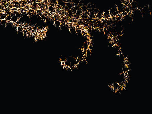 Vintage Photograph - Delicate Leaves by Robert Niemeier