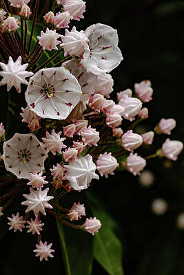 Delicate Mountain Laurel Blossoms Wall Art