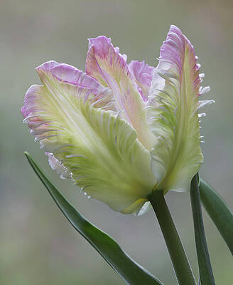 Delicate Parrot Tulip in Bloom Photograph