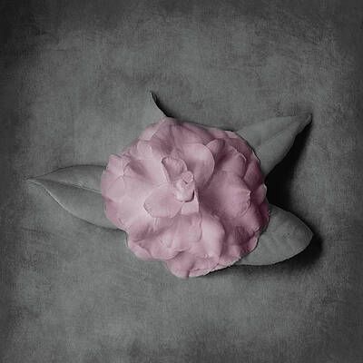 Delicate Petals In Pink Print