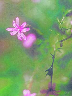 Delicate Pink Flower in Bloom Wall Art