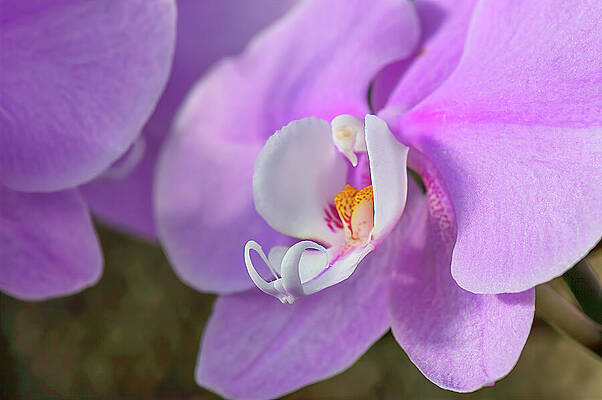 Delicate Pink Orchid Blooms Photograph