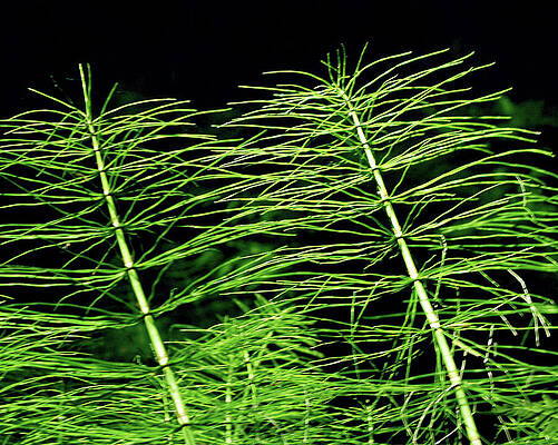 Nature Wall Art featuring the photograph Delicate Stems by Tommy Farnsworth