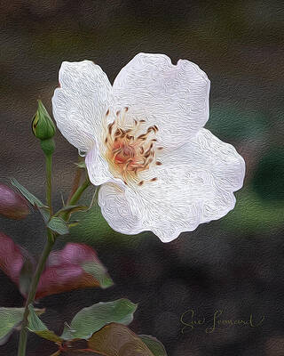 Delicate White Flower in Bloom by Sue Leonard