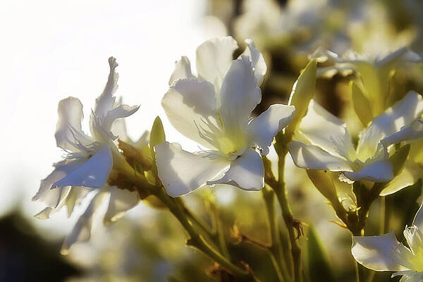 Wall Art featuring the photograph Delicate White Flowers In Sunlight by Tatiana Travelways