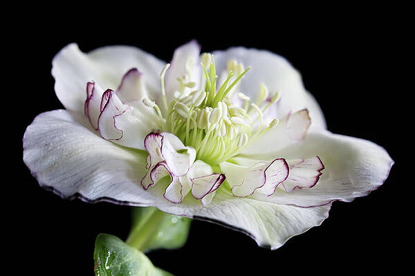 Delicate White Flower on Black Background Wall Art