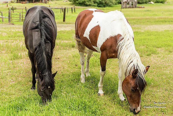 Wall Art featuring the photograph Delicious Grass by Tom Cochran