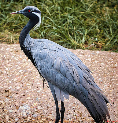 Egret Photograph - Demoiselle Crane Grus Virgo by Rene Vasquez
