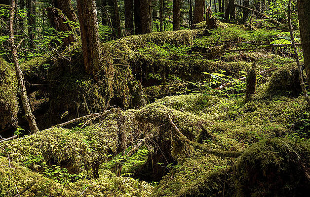 Wall Art featuring the photograph Dense Vegetation In Temperate Rain Forest In Alaska by Steven Heap