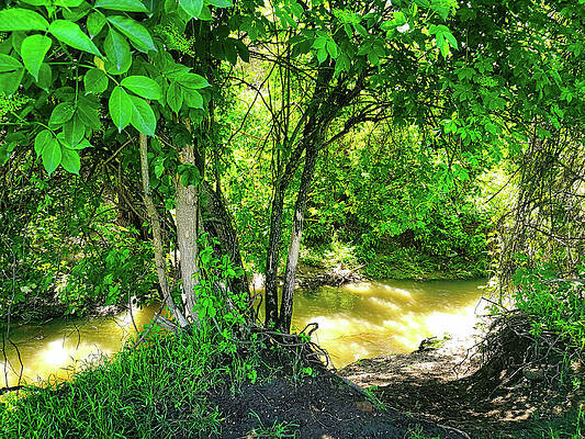 Photograph - Dense Vegetation On The Banks Of A Creek With Spots Of Sunlight - Photo by Nicko Prints