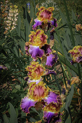 Flower Photograph - Depth And Complexity by Tim Lyden