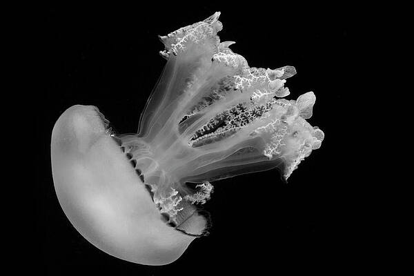 Black And White Photograph - Descent by Gina Cinardo