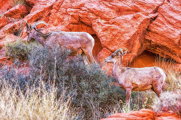 Wall Art featuring the photograph Desert Bighorn Sheep by Tatiana Travelways